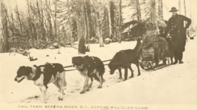 Mail carrier with sled dogs, Skeena River, B.C.. (Images are provided for educational and research purposes only. Other use requires permission, please contact the Museum.) thumbnail