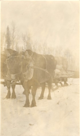 2 oxen pulling load during construction of the Grand Trunk Pacific Railway.. (Images are provided for educational and research purposes only. Other use requires permission, please contact the Museum.) thumbnail