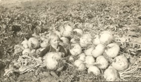 Bill Orchard sitting amongst turnips.. (Images are provided for educational and research purposes only. Other use requires permission, please contact the Museum.) thumbnail