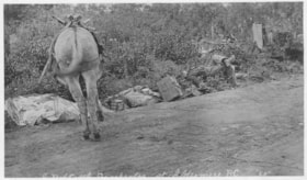 Bull James and his mule on the side of the road.. (Images are provided for educational and research purposes only. Other use requires permission, please contact the Museum.) thumbnail