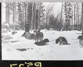 The dogs resting on the trail.. (Images are provided for educational and research purposes only. Other use requires permission, please contact the Museum.) thumbnail