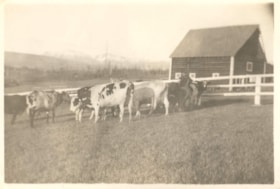 Dairy cows and [William Billeter?] in a field on the Billeter Farm. (Images are provided for educational and research purposes only. Other use requires permission, please contact the Museum.) thumbnail