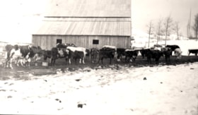 Herd of cattle.. (Images are provided for educational and research purposes only. Other use requires permission, please contact the Museum.) thumbnail