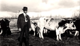 Jack McNeil with cows in Telkwa, B.C.. (Images are provided for educational and research purposes only. Other use requires permission, please contact the Museum.) thumbnail