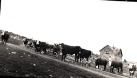 Cows near a farm house.. (Images are provided for educational and research purposes only. Other use requires permission, please contact the Museum.) thumbnail
