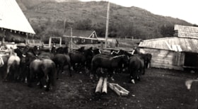 Herd of horses, Jack McNeil's ranch, Telkwa, B.C.. (Images are provided for educational and research purposes only. Other use requires permission, please contact the Museum.) thumbnail