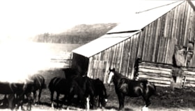 Horses by a barn, Jack McNeil's ranch, Telkwa, B.C.. (Images are provided for educational and research purposes only. Other use requires permission, please contact the Museum.) thumbnail