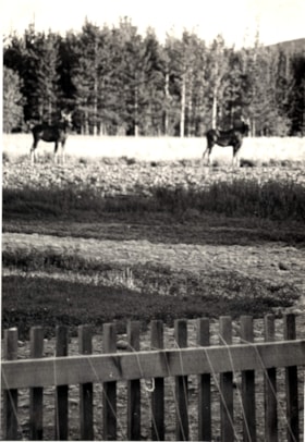 Two moose in field at Schibli Farm. (Images are provided for educational and research purposes only. Other use requires permission, please contact the Museum.) thumbnail