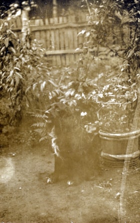 Dog in garden. (Images are provided for educational and research purposes only. Other use requires permission, please contact the Museum.) thumbnail