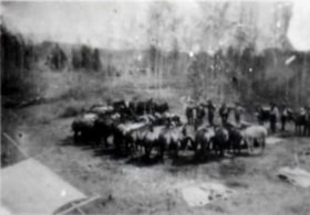Cataline's pack train. (Images are provided for educational and research purposes only. Other use requires permission, please contact the Museum.) thumbnail