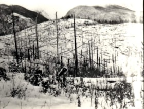Cleared forest [New Hazelton?]. (Images are provided for educational and research purposes only. Other use requires permission, please contact the Museum.) thumbnail