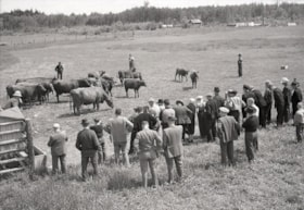 Group of men with cattle pen [auction?]. (Images are provided for educational and research purposes only. Other use requires permission, please contact the Museum.) thumbnail