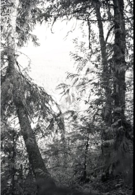 Cedar trees.. (Images are provided for educational and research purposes only. Other use requires permission, please contact the Museum.) thumbnail