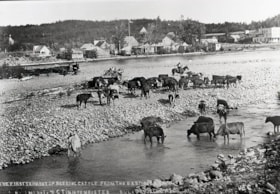 First shipment of breeding cattle. (Images are provided for educational and research purposes only. Other use requires permission, please contact the Museum.) thumbnail