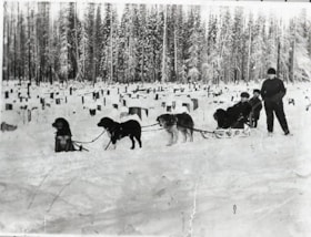 Dog sled team in a clear cut. (Images are provided for educational and research purposes only. Other use requires permission, please contact the Museum.) thumbnail