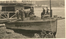 Loading livestock onto the Skeena riverboat. (Images are provided for educational and research purposes only. Other use requires permission, please contact the Museum.) thumbnail