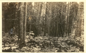 Densely forested area. (Images are provided for educational and research purposes only. Other use requires permission, please contact the Museum.) thumbnail