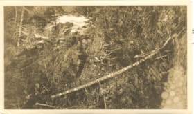 Hankin Creek coal exposure.. (Images are provided for educational and research purposes only. Other use requires permission, please contact the Museum.) thumbnail