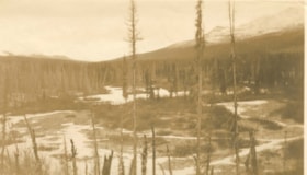 Unknown forest area. (Images are provided for educational and research purposes only. Other use requires permission, please contact the Museum.) thumbnail