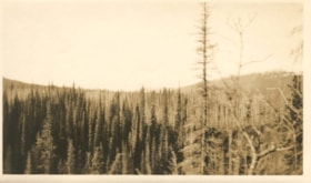 Unknown forested area. (Images are provided for educational and research purposes only. Other use requires permission, please contact the Museum.) thumbnail