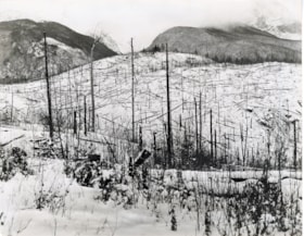 Cleared forest in [New Hazelton, B.C.?]. (Images are provided for educational and research purposes only. Other use requires permission, please contact the Museum.) thumbnail