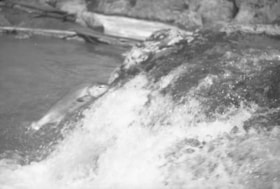 Fish jumping at Moricetown Falls. (Images are provided for educational and research purposes only. Other use requires permission, please contact the Museum.) thumbnail