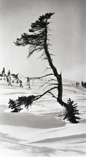 Barren tree on ski hill. (Images are provided for educational and research purposes only. Other use requires permission, please contact the Museum.) thumbnail