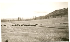 Cattle herding, Bulkley Valley. (Images are provided for educational and research purposes only. Other use requires permission, please contact the Museum.) thumbnail
