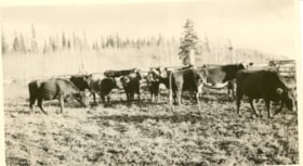 Cattle herd. (Images are provided for educational and research purposes only. Other use requires permission, please contact the Museum.) thumbnail