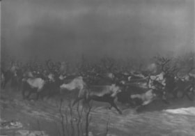 Herd of caribou. (Images are provided for educational and research purposes only. Other use requires permission, please contact the Museum.) thumbnail