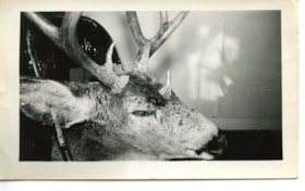 Picture of a deer with three horns, Smithers 1947. (Images are provided for educational and research purposes only. Other use requires permission, please contact the Museum.) thumbnail