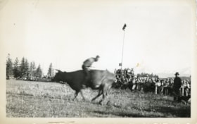 Gordon Chapman at Moricetown cow busting. (Images are provided for educational and research purposes only. Other use requires permission, please contact the Museum.) thumbnail