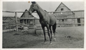Horse. (Images are provided for educational and research purposes only. Other use requires permission, please contact the Museum.) thumbnail
