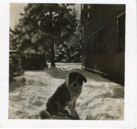 Dr. Finlay's dog. (Images are provided for educational and research purposes only. Other use requires permission, please contact the Museum.) thumbnail