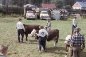 Beef class at Fall Fair. (Images are provided for educational and research purposes only. Other use requires permission, please contact the Museum.) thumbnail