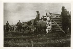 Steer riding at Moricetown Sports Day. (Images are provided for educational and research purposes only. Other use requires permission, please contact the Museum.) thumbnail