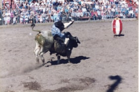 Man riding bull at Fall Fair rodeo. (Images are provided for educational and research purposes only. Other use requires permission, please contact the Museum.) thumbnail