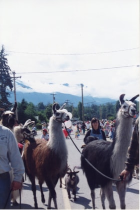 Llamas at Pioneer Days Parade. (Images are provided for educational and research purposes only. Other use requires permission, please contact the Museum.) thumbnail
