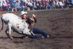 Cowboy wrestling steer in Fall Fair rodeo. (Images are provided for educational and research purposes only. Other use requires permission, please contact the Museum.) thumbnail