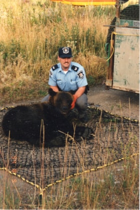 Kelly Dahl with tranquilized bear. (Images are provided for educational and research purposes only. Other use requires permission, please contact the Museum.) thumbnail
