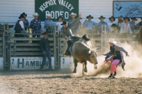 Bull-riding at Kispiox Valley Rodeo. (Images are provided for educational and research purposes only. Other use requires permission, please contact the Museum.) thumbnail