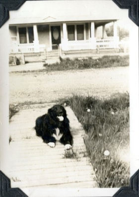 'Blackie' the dog. (Images are provided for educational and research purposes only. Other use requires permission, please contact the Museum.) thumbnail