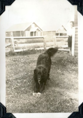 'Blackie' stretching. (Images are provided for educational and research purposes only. Other use requires permission, please contact the Museum.) thumbnail