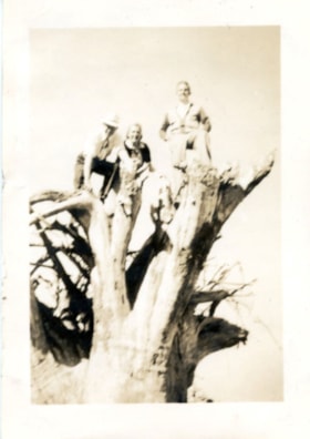 Johnny, Eileen, and Bert on a huge stump. (Images are provided for educational and research purposes only. Other use requires permission, please contact the Museum.) thumbnail