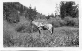 Horse with no rider. (Images are provided for educational and research purposes only. Other use requires permission, please contact the Museum.) thumbnail