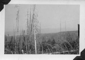 Burned-out area of forest. (Images are provided for educational and research purposes only. Other use requires permission, please contact the Museum.) thumbnail