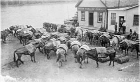 Pack horses outside Union Bank, Hazelton. (Images are provided for educational and research purposes only. Other use requires permission, please contact the Museum.) thumbnail