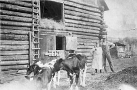Annie Middleton and Harold Silverthorne with calves. (Images are provided for educational and research purposes only. Other use requires permission, please contact the Museum.) thumbnail
