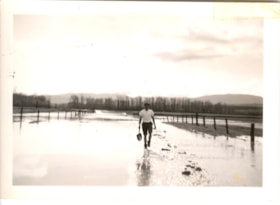 Man (presumably George Ford) walking in a field flooded by the Bulkley, 1948. (Images are provided for educational and research purposes only. Other use requires permission, please contact the Museum.) thumbnail