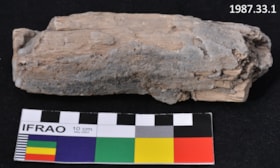 Petrified Wood. (Images are provided for educational and research purposes only. Other use requires permission, please contact the Museum.) thumbnail